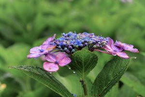 本光寺、あじさい、6月夏の花、愛知県額田郡の観光・撮影スポットの画像と写真