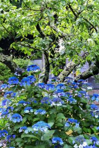 本光寺、あじさい、6月夏の花、愛知県額田郡の観光・撮影スポットの画像と写真