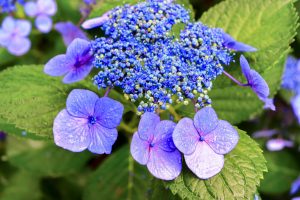 本光寺、あじさい、6月夏の花、愛知県額田郡の観光・撮影スポットの画像と写真