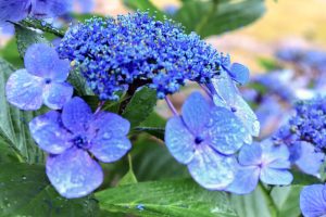 本光寺、あじさい、6月夏の花、愛知県額田郡の観光・撮影スポットの画像と写真