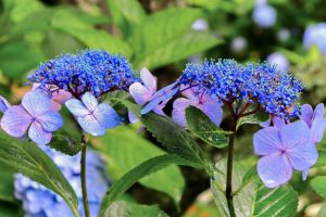 本光寺、あじさい、6月夏の花、愛知県額田郡の観光・撮影スポットの画像と写真