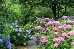 本光寺、あじさい、6月夏の花、愛知県額田郡の観光・撮影スポットの画像と写真