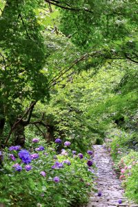 本光寺、あじさい、6月夏の花、愛知県額田郡の観光・撮影スポットの画像と写真