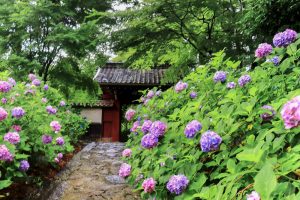 本光寺、あじさい、6月夏の花、愛知県額田郡の観光・撮影スポットの画像と写真