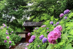 本光寺、あじさい、6月夏の花、愛知県額田郡の観光・撮影スポットの画像と写真
