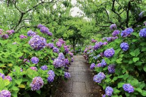 本光寺、あじさい、6月夏の花、愛知県額田郡の観光・撮影スポットの画像と写真