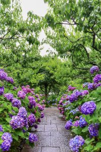 本光寺、あじさい、6月夏の花、愛知県額田郡の観光・撮影スポットの画像と写真