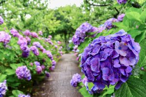 本光寺、あじさい、6月夏の花、愛知県額田郡の観光・撮影スポットの画像と写真