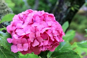本光寺、あじさい、6月夏の花、愛知県額田郡の観光・撮影スポットの画像と写真