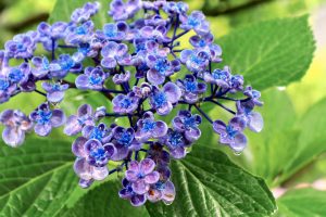 本光寺、あじさい、6月夏の花、愛知県額田郡の観光・撮影スポットの画像と写真