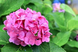 本光寺、あじさい、6月夏の花、愛知県額田郡の観光・撮影スポットの画像と写真