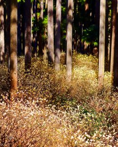 美杉ミツマタ群生地、3月春の花、三重県津市の観光・撮影スポットの画像と写真