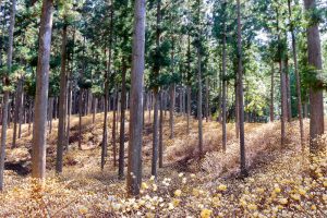 美杉ミツマタ群生地、3月春の花、三重県津市の観光・撮影スポットの画像と写真