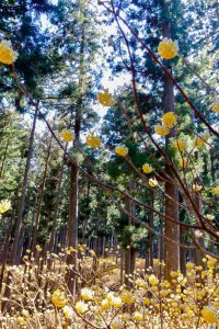 美杉ミツマタ群生地、3月春の花、三重県津市の観光・撮影スポットの画像と写真