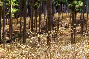 美杉ミツマタ群生地、3月春の花、三重県津市の観光・撮影スポットの画像と写真