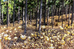 美杉ミツマタ群生地、3月春の花、三重県津市の観光・撮影スポットの画像と写真