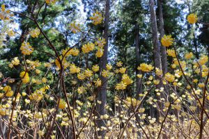 美杉ミツマタ群生地、3月春の花、三重県津市の観光・撮影スポットの画像と写真