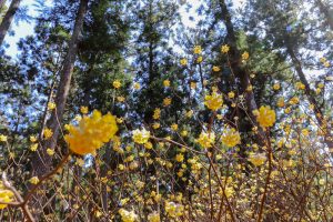 美杉ミツマタ群生地、3月春の花、三重県津市の観光・撮影スポットの画像と写真