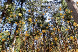 美杉ミツマタ群生地、3月春の花、三重県津市の観光・撮影スポットの画像と写真
