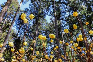 美杉ミツマタ群生地、3月春の花、三重県津市の観光・撮影スポットの画像と写真