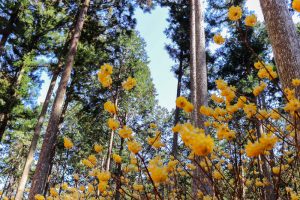 美杉ミツマタ群生地、3月春の花、三重県津市の観光・撮影スポットの画像と写真