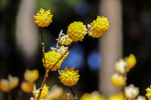 美杉ミツマタ群生地、3月春の花、三重県津市の観光・撮影スポットの画像と写真
