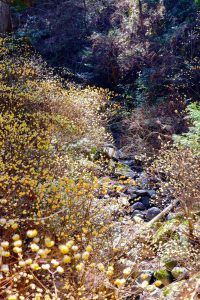 美杉ミツマタ群生地、3月春の花、三重県津市の観光・撮影スポットの画像と写真