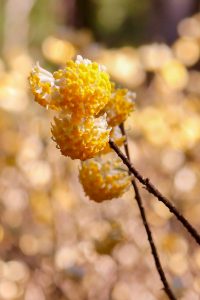 美杉ミツマタ群生地、3月春の花、三重県津市の観光・撮影スポットの画像と写真