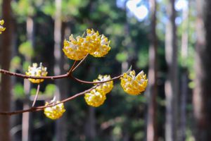 美杉ミツマタ群生地、3月春の花、三重県津市の観光・撮影スポットの画像と写真