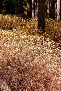 美杉ミツマタ群生地、3月春の花、三重県津市の観光・撮影スポットの画像と写真