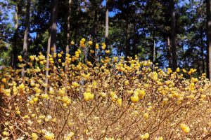 美杉ミツマタ群生地、3月春の花、三重県津市の観光・撮影スポットの画像と写真