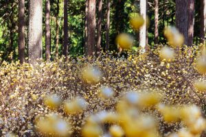美杉ミツマタ群生地、3月春の花、三重県津市の観光・撮影スポットの画像と写真