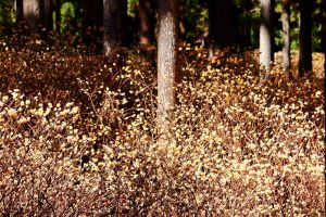 美杉ミツマタ群生地、3月春の花、三重県津市の観光・撮影スポットの画像と写真