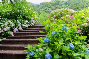 根尾川ガーデン、あじさい、6月夏の花、岐阜県本巣市の観光・撮影スポットの画像と写真