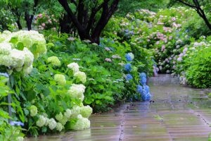 根尾川ガーデン、あじさい、6月夏の花、岐阜県本巣市の観光・撮影スポットの画像と写真