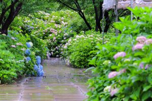 根尾川ガーデン、あじさい、6月夏の花、岐阜県本巣市の観光・撮影スポットの画像と写真