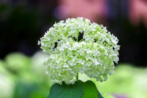 根尾川ガーデン、あじさい、6月夏の花、岐阜県本巣市の観光・撮影スポットの画像と写真