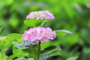 根尾川ガーデン、あじさい、6月夏の花、岐阜県本巣市の観光・撮影スポットの画像と写真