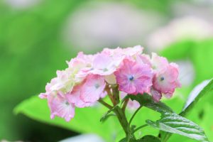 根尾川ガーデン、あじさい、6月夏の花、岐阜県本巣市の観光・撮影スポットの画像と写真