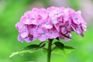 根尾川ガーデン、あじさい、6月夏の花、岐阜県本巣市の観光・撮影スポットの画像と写真