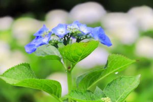 根尾川ガーデン、あじさい、6月夏の花、岐阜県本巣市の観光・撮影スポットの画像と写真