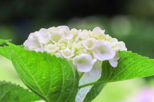 根尾川ガーデン、あじさい、6月夏の花、岐阜県本巣市の観光・撮影スポットの画像と写真