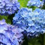 根尾川ガーデン、あじさい、6月夏の花、岐阜県本巣市の観光・撮影スポットの画像と写真