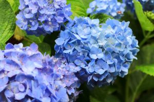 根尾川ガーデン、あじさい、6月夏の花、岐阜県本巣市の観光・撮影スポットの画像と写真
