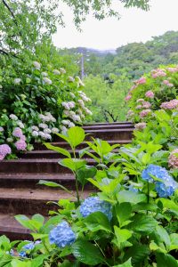 根尾川ガーデン、あじさい、6月夏の花、岐阜県本巣市の観光・撮影スポットの画像と写真