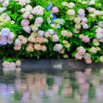 根尾川ガーデン、あじさい、6月夏の花、岐阜県本巣市の観光・撮影スポットの画像と写真