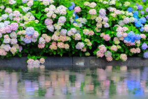 根尾川ガーデン、あじさい、6月夏の花、岐阜県本巣市の観光・撮影スポットの画像と写真