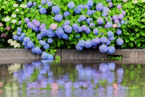 根尾川ガーデン、あじさい、6月夏の花、岐阜県本巣市の観光・撮影スポットの画像と写真