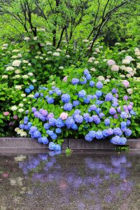根尾川ガーデン、あじさい、6月夏の花、岐阜県本巣市の観光・撮影スポットの画像と写真