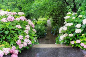 根尾川ガーデン、あじさい、6月夏の花、岐阜県本巣市の観光・撮影スポットの画像と写真
